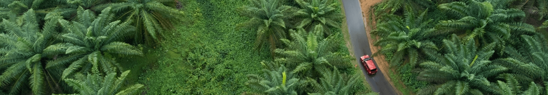 Palm seeds