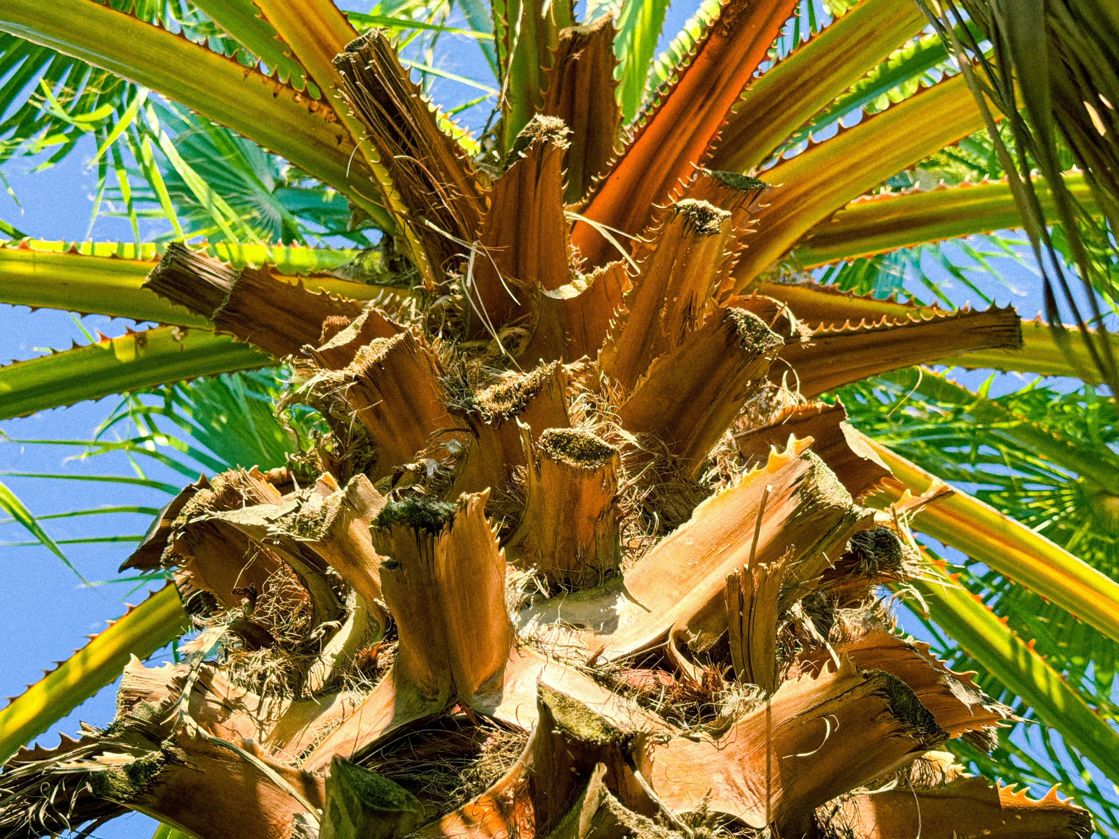Palm row